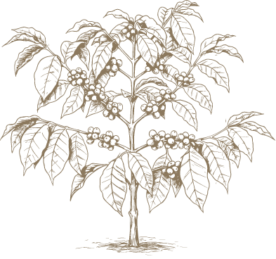 コーヒーの木の画像