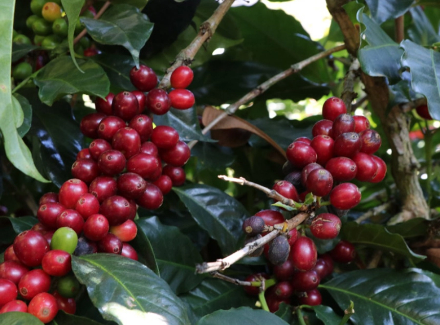 パカマラの立派な赤い実