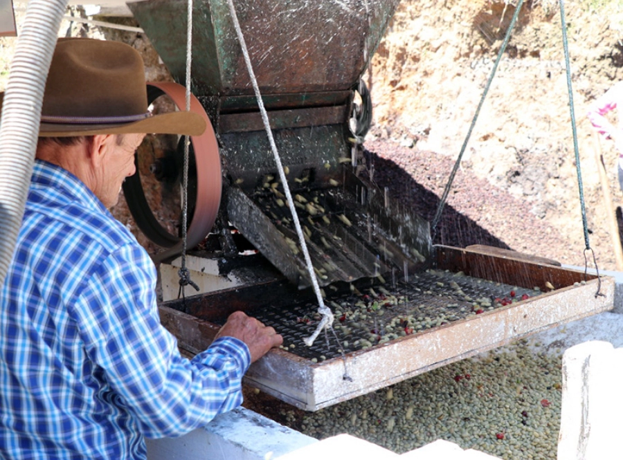 農園自慢のパルパー