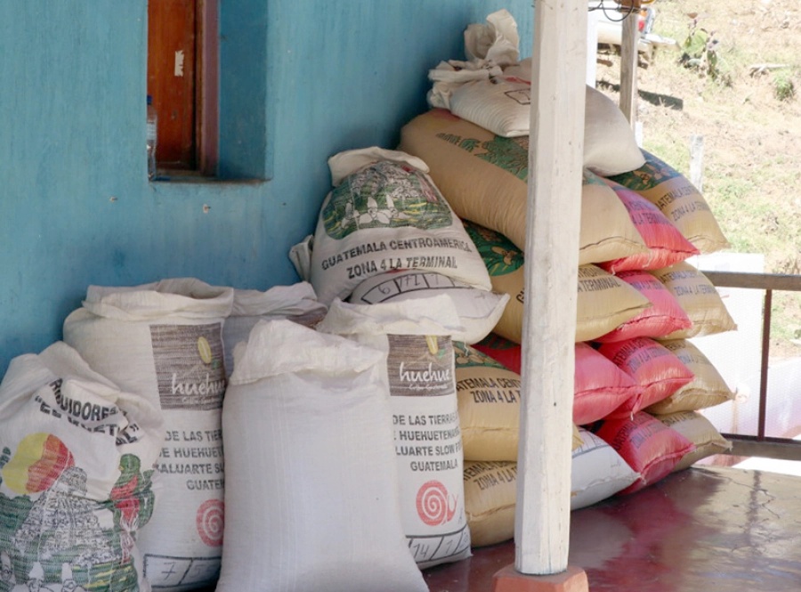 収穫された珈琲豆