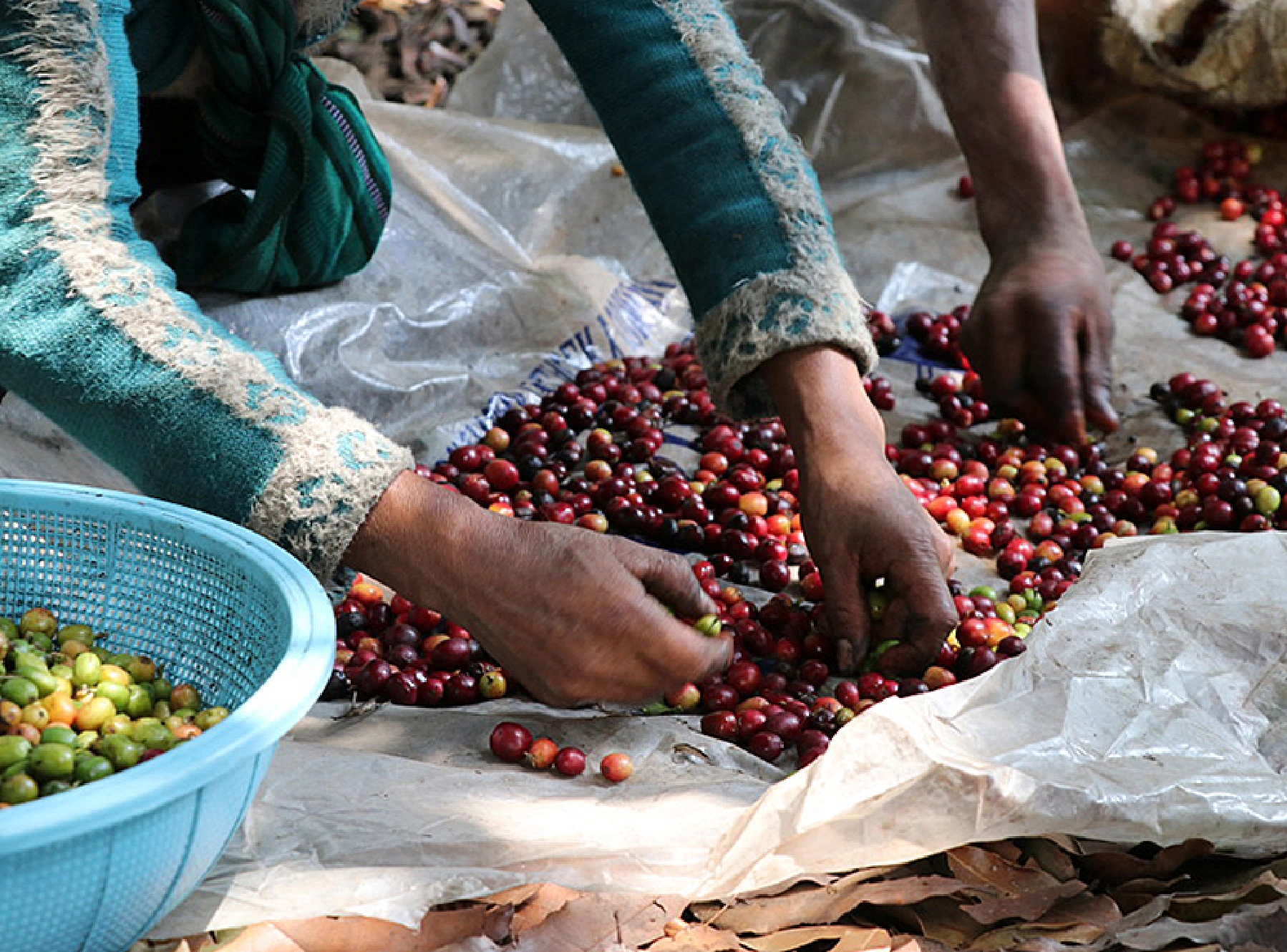 ピッカーさんらの手仕事風景