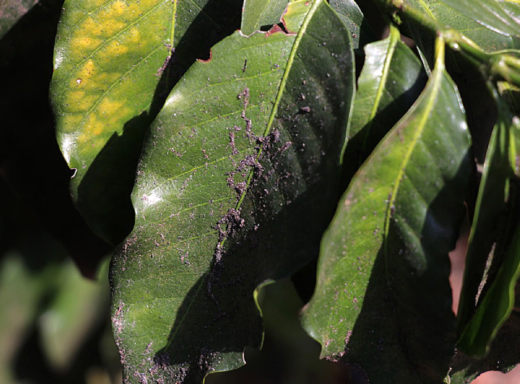 火山灰をまとった葉