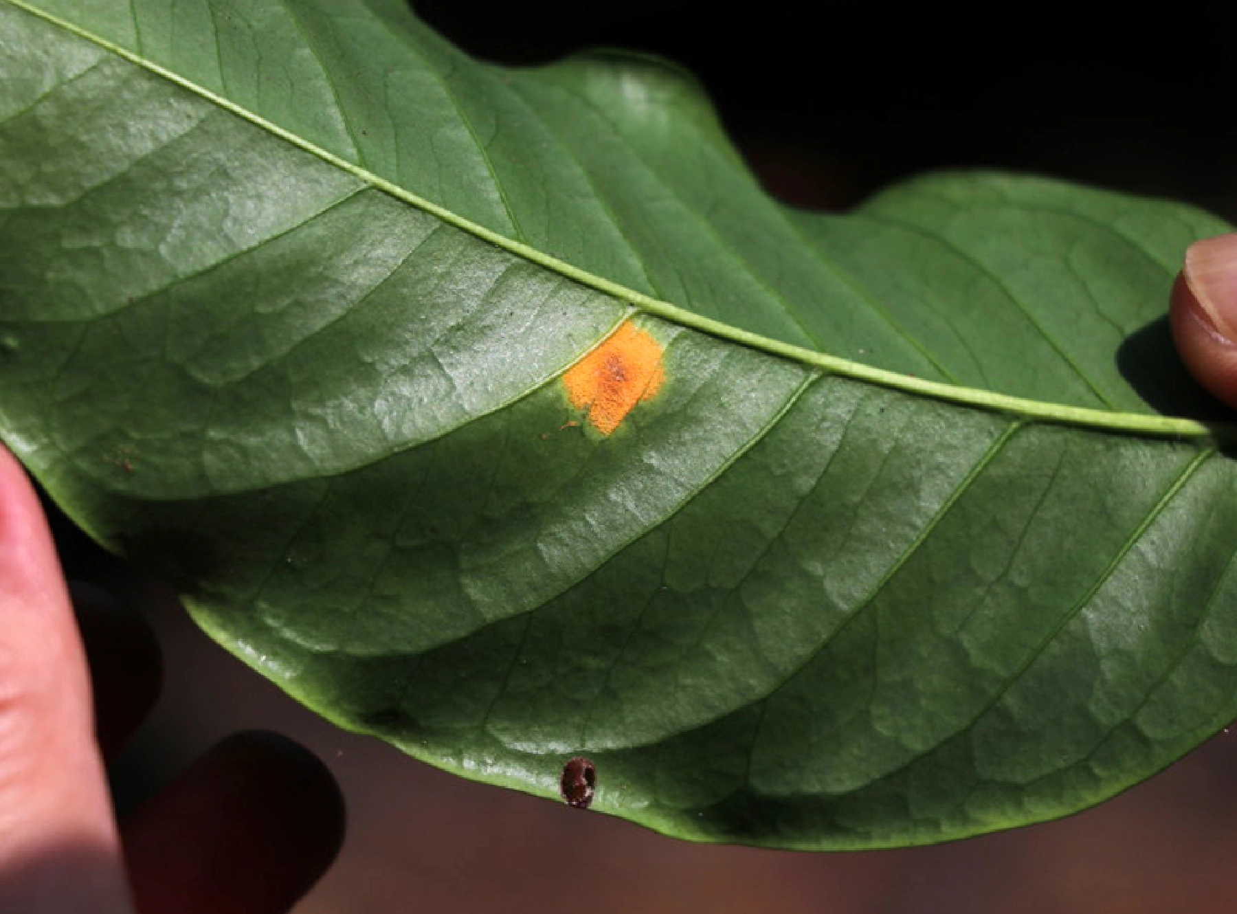 サビ病に罹った葉