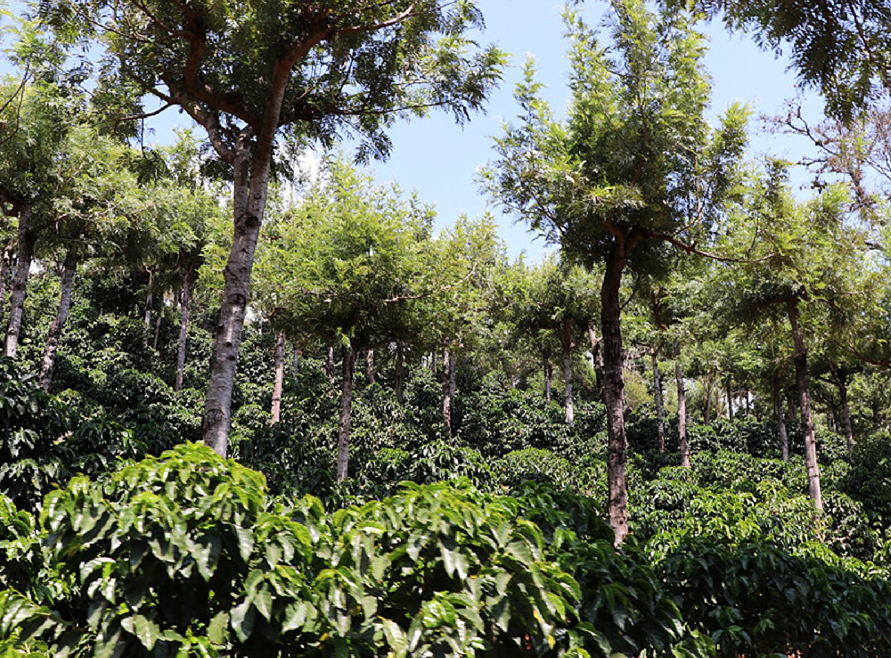 徹底的に整備されているラ・タシータ農園