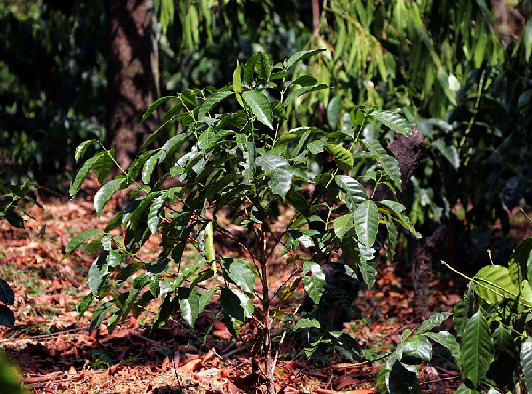 若いゲイシャの木