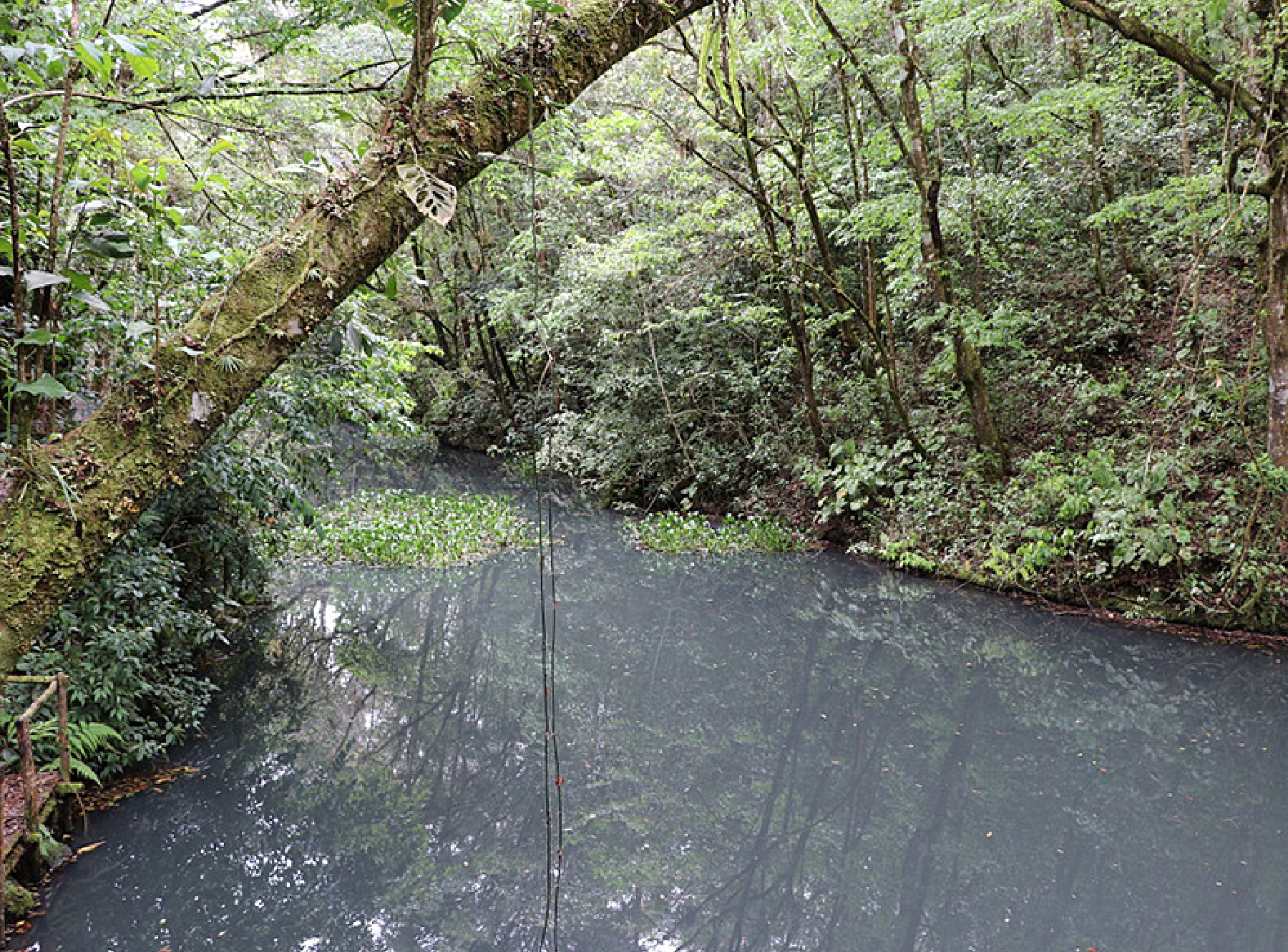 農園は湿地帯で自然林のよう