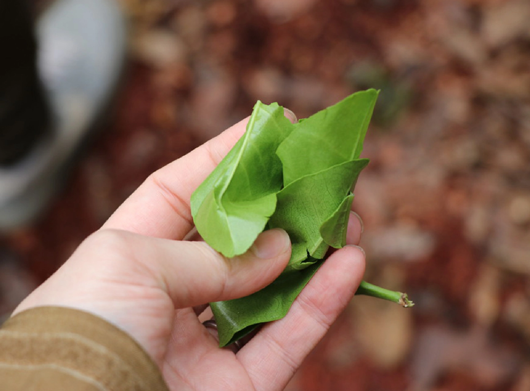 胡椒の葉。虫よけ効果があるとか