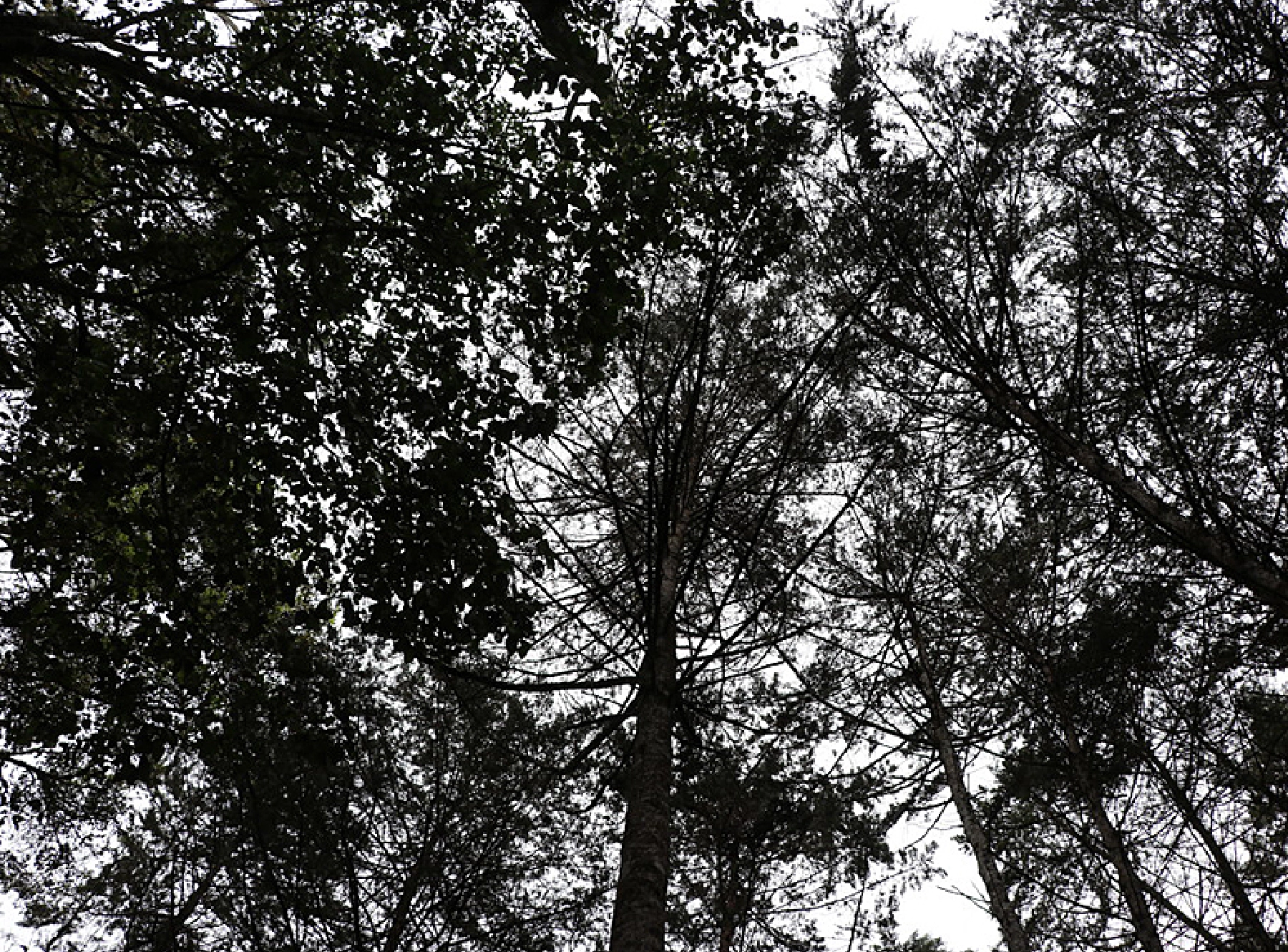 生い茂る大きな木々