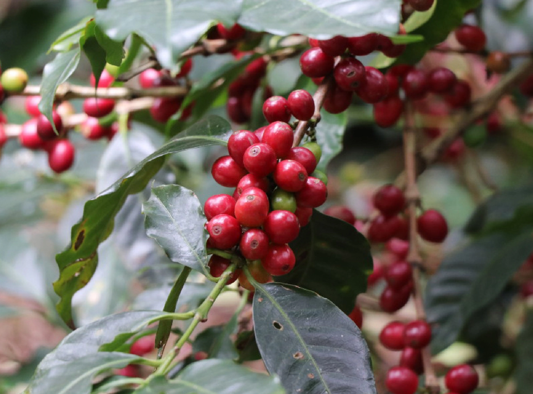 オーロラ農園の珈琲の木