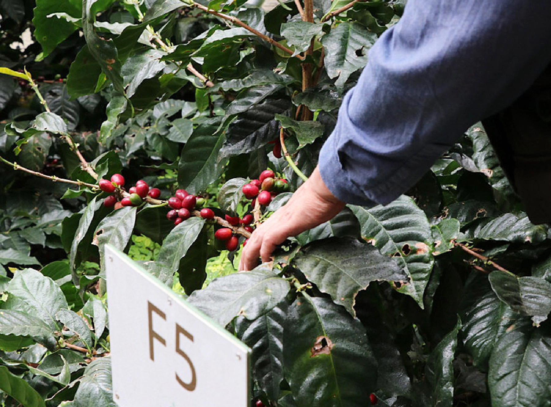 稀少なF5種。ほか色々な品種を扱う