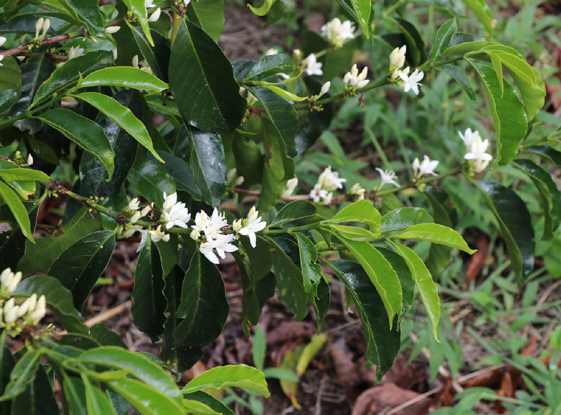 ゲイシャの花が咲いていた