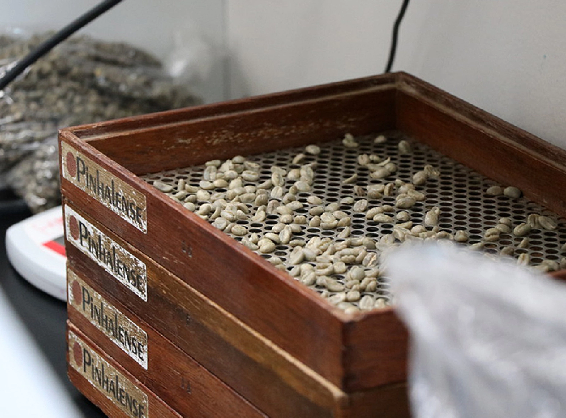 カッピングのための生豆