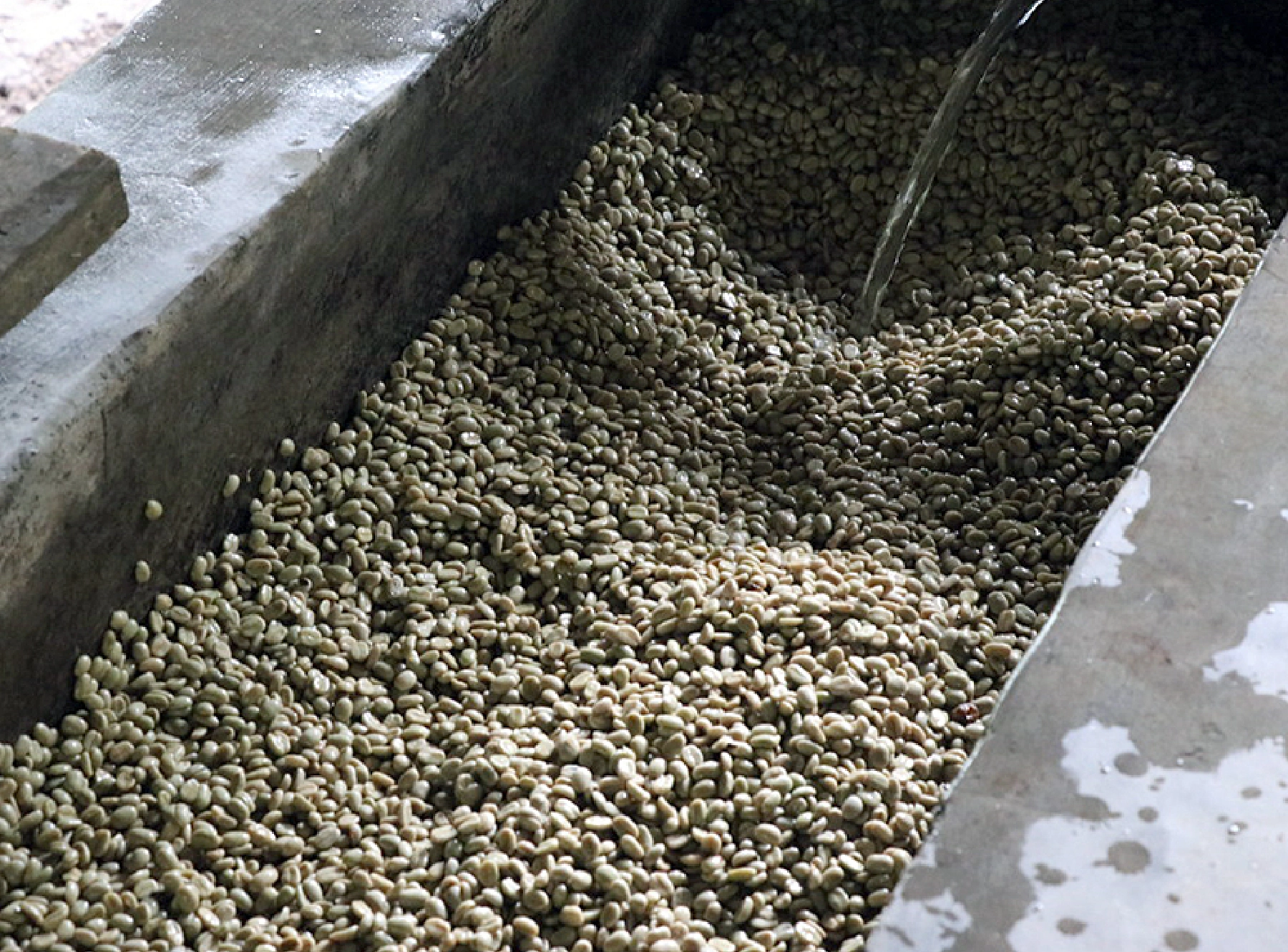 水に浸してヌメリを除去