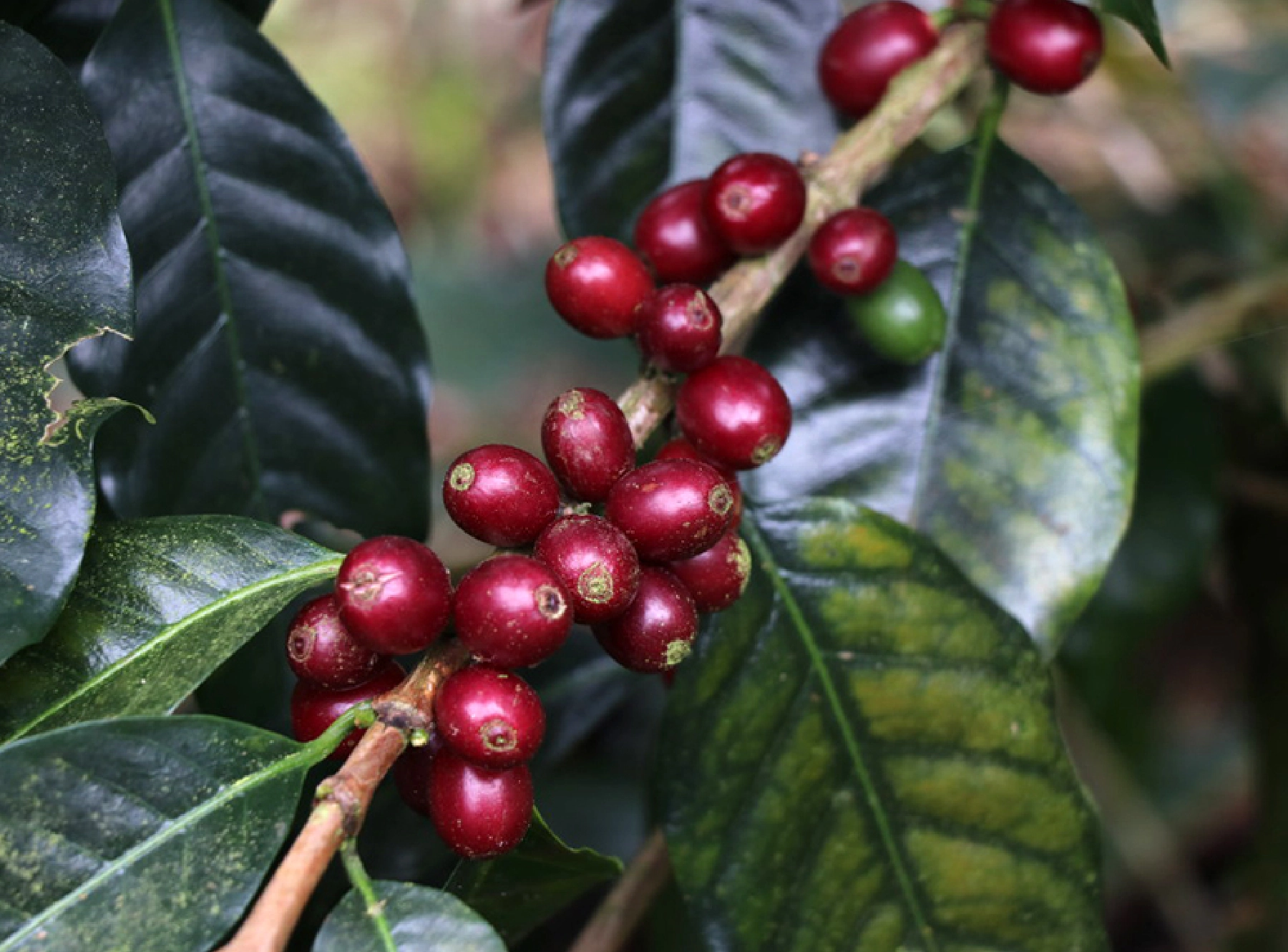 赤く熟したカツアイという品種