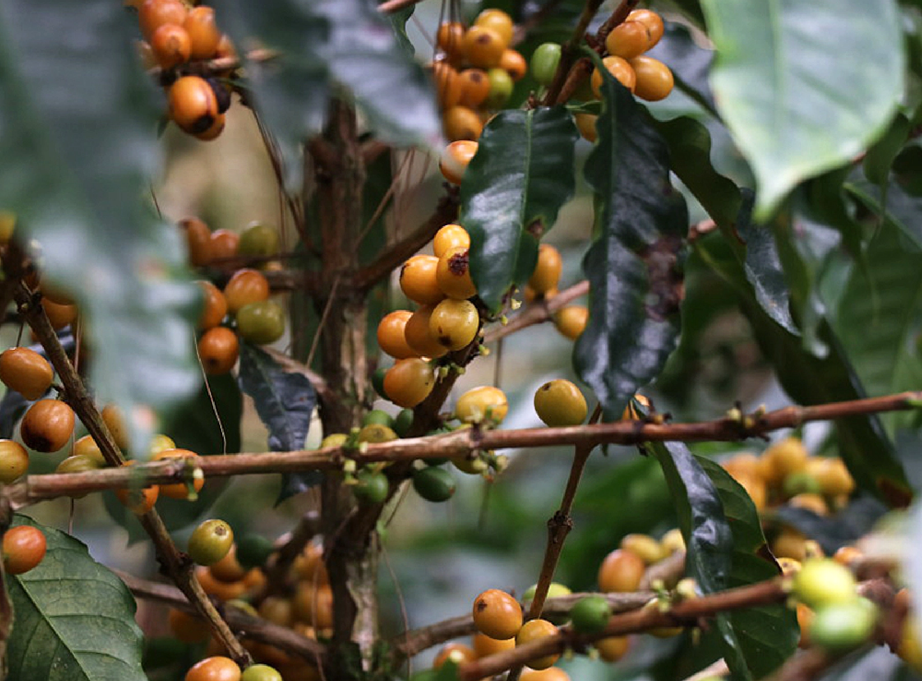 黄色くなるカツアイもある。