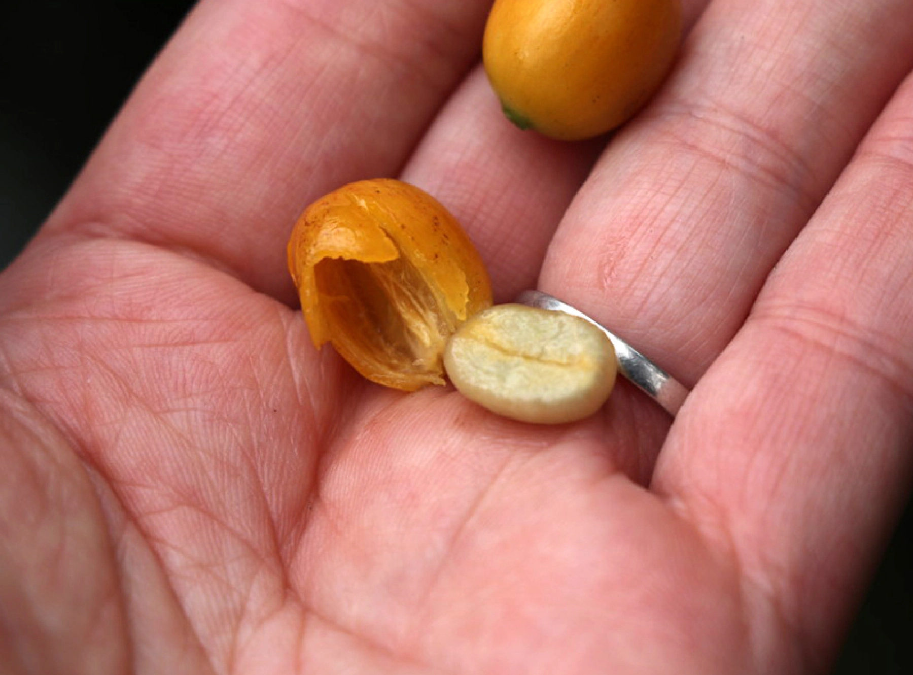 摘んだ実から豆をとりだす。