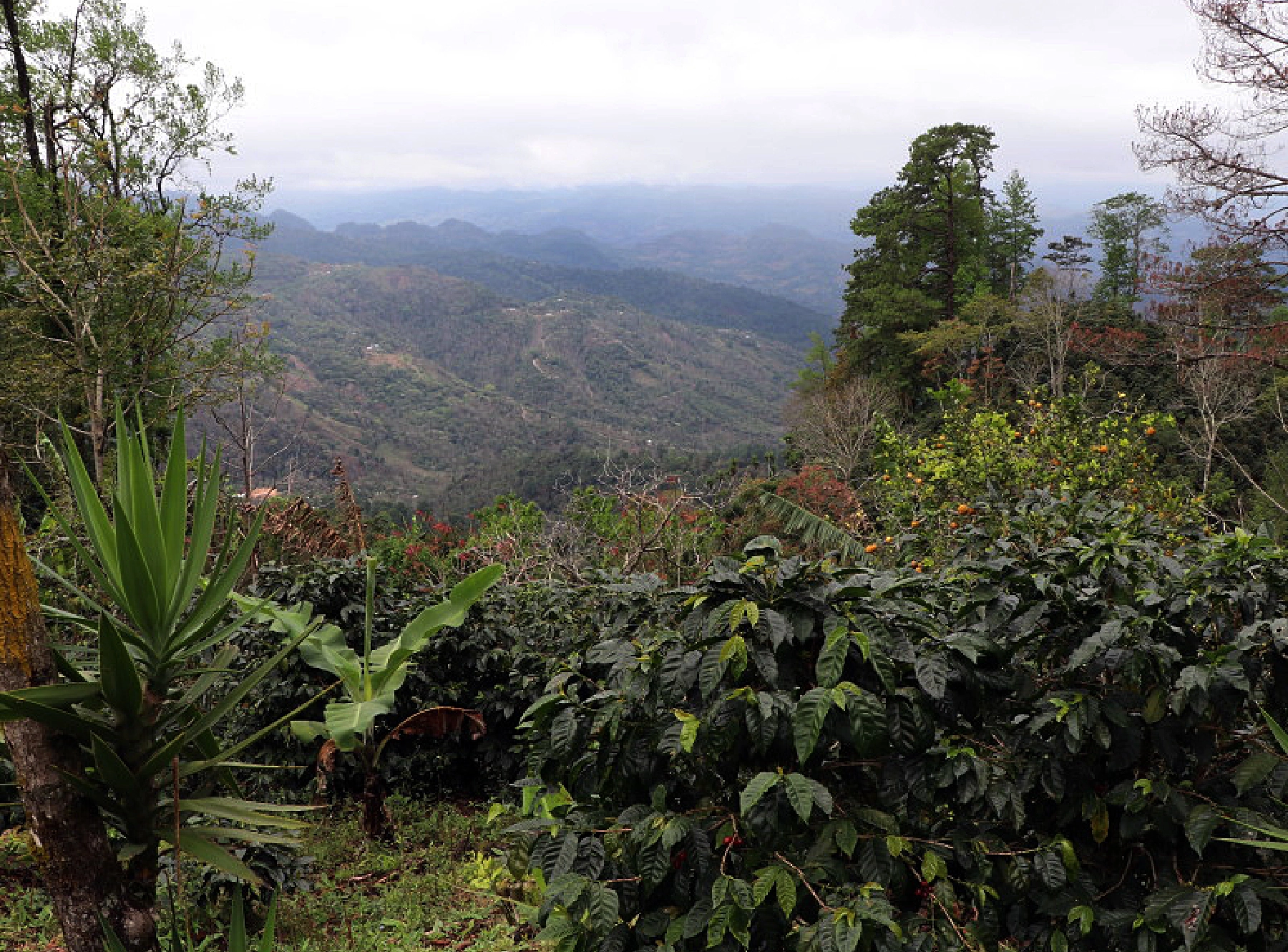 農園内の標高が高いエリア