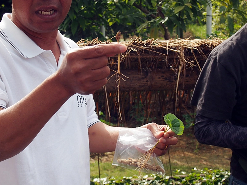 農園は湿地帯で自然林のよう