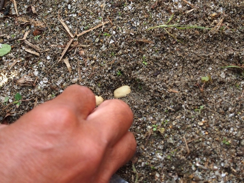 胡椒の葉。虫よけ効果があるとか