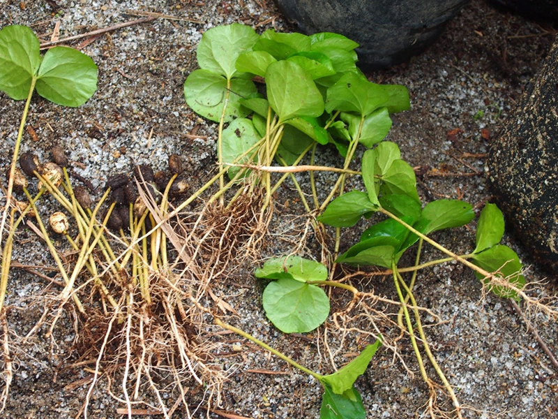 生い茂る大きな木々