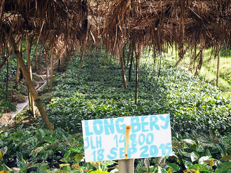 パワースポットだと教えてくれた現地の方