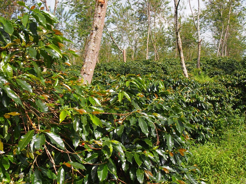 言われた通りにやってみたけれど