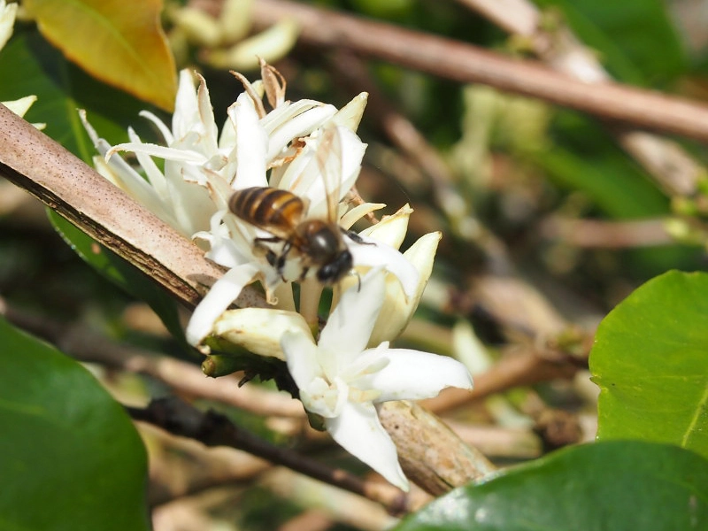 オーロラ農園の珈琲の木