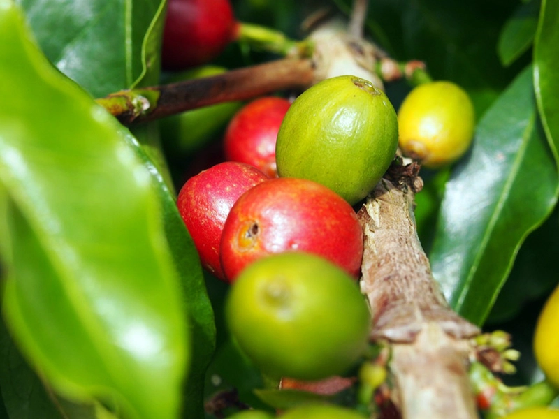 稀少なF5種。ほか色々な品種を扱う