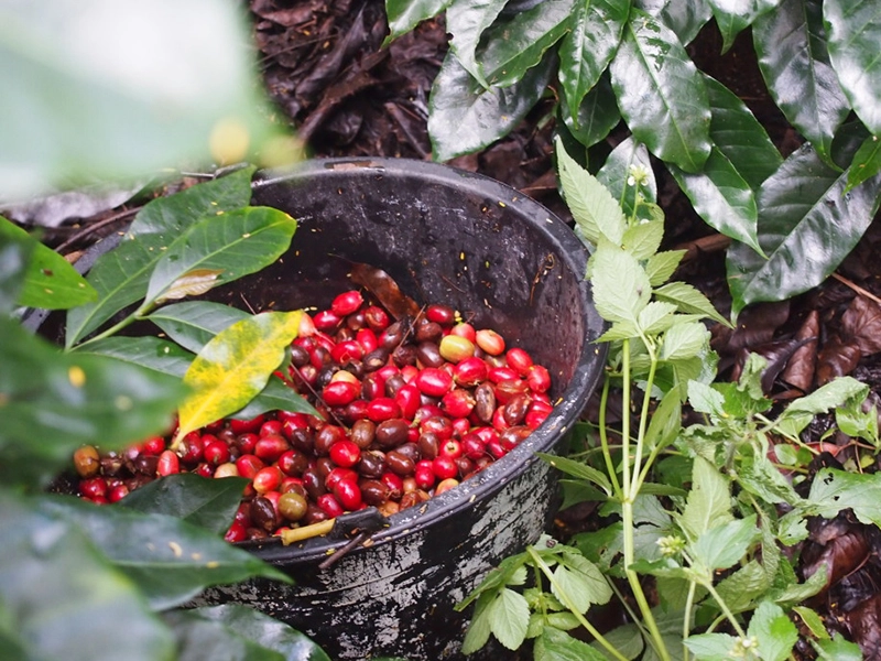 ゲイシャの花が咲いていた
