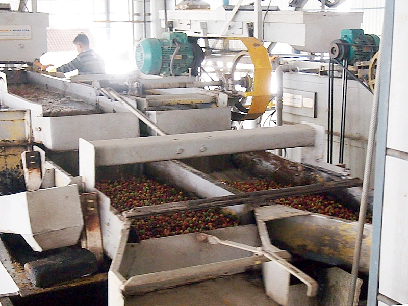 ワハナ農園での収穫後の処理