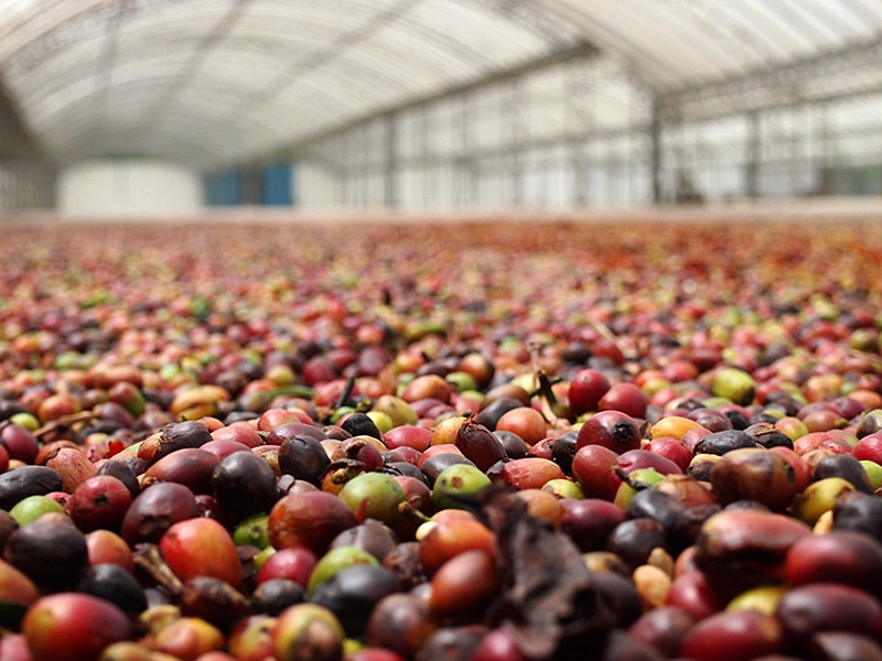 ナチュラルプロセスも可能に