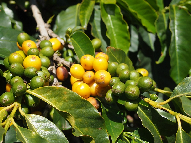 珈琲の実