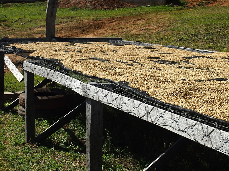 アフリカンベッドでの乾燥