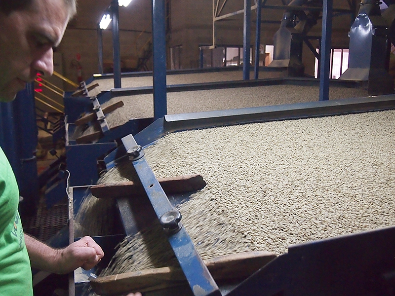機械で自動選別します