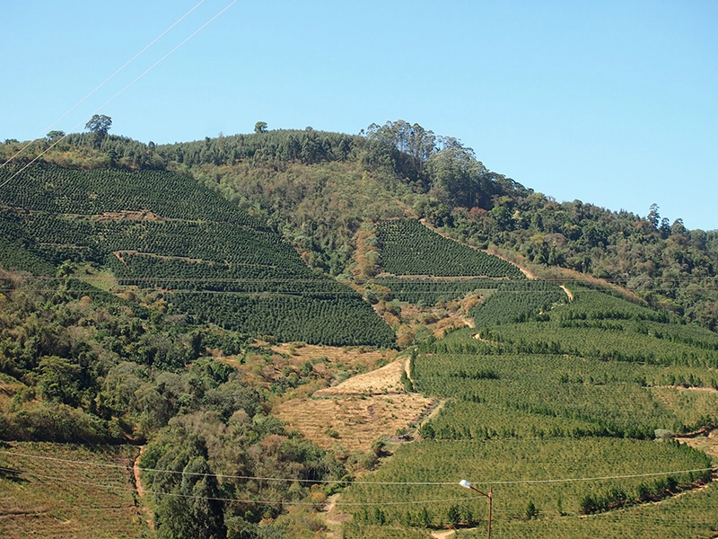 どの農園も整備が行き届いていた