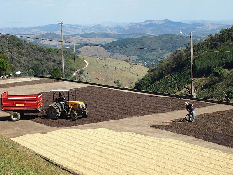 女性たちによる作業風景