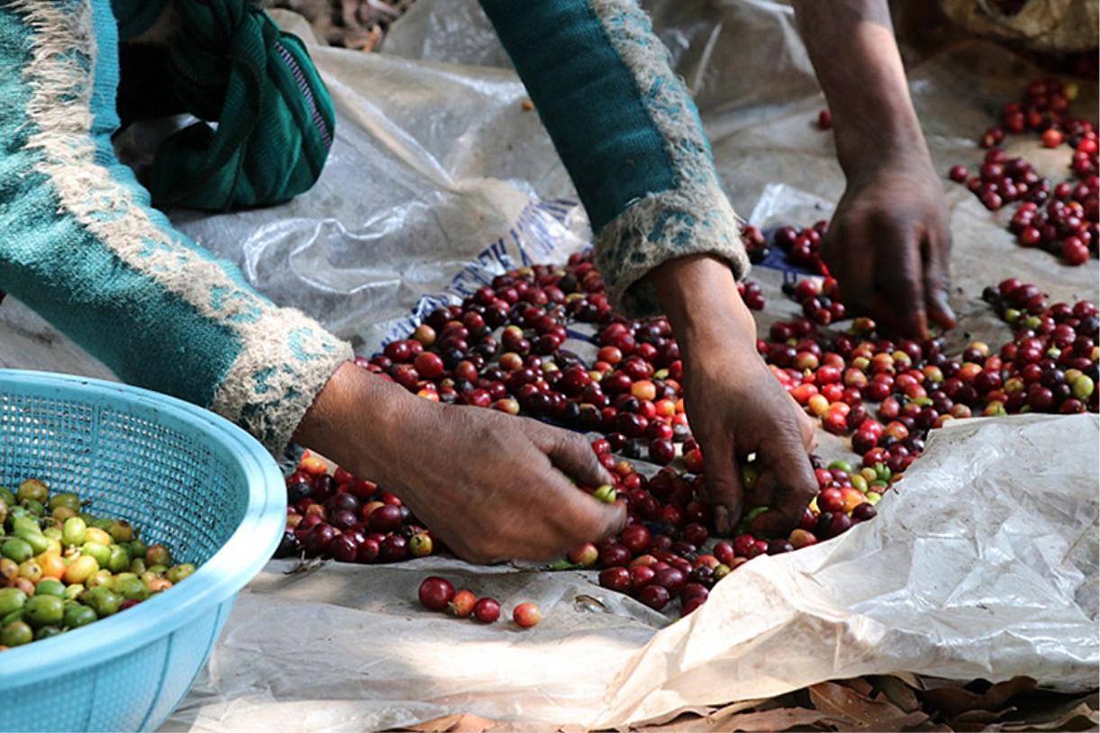 産地訪問・中米グアテマラ②