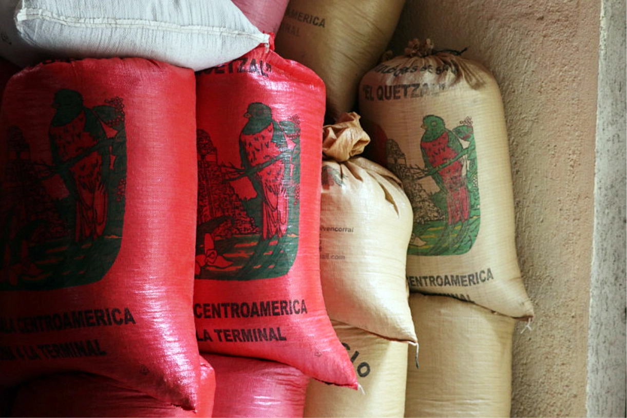 産地訪問・中米グアテマラ③