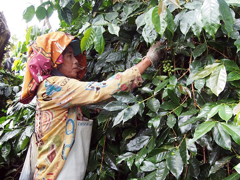 産地訪問インドネシア①